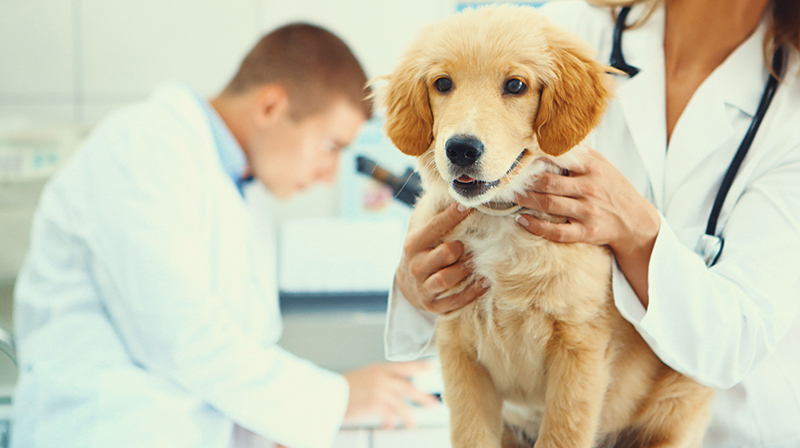 veterinaire veterinaire